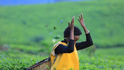 Ivomo Tea Cooperative: World's Greatest Places 2024