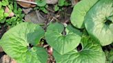 Native plant: Wild ginger suited to damp, shady spots in the garden