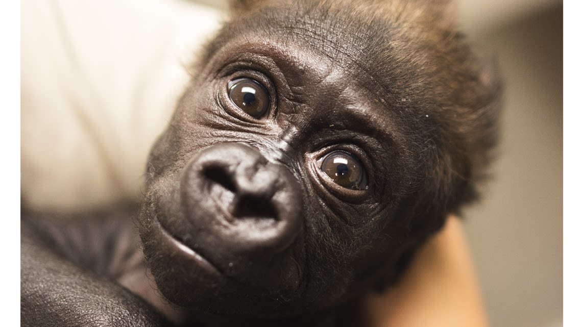 'Such an amazing journey': Cleveland Metroparks Zoo share update on baby gorilla Jameela's progress amid fostering effort