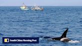 Killer whales sink sailing yacht in Strait of Gibraltar in new attack