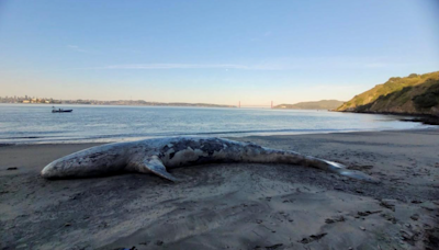 Whale that washed up near Alameda likely killed by vessel strike