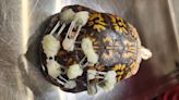 Michigan wildlife rescues overwhelmed with injured turtles during nesting season