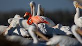 Flamingo found in Rookery Bay in Collier County and the first one photographed there
