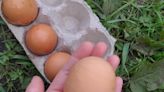 Mum stunned after hen saved from slaughter lays monster egg – weighing 109grams