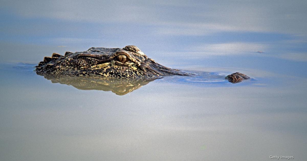 Texas Gov. Abbott warns migrants of alligators in Rio Grande