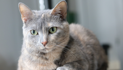 Shy Yet Sweet Cat Who's Been Waiting at Shelter for Over 900 Days Is Breaking Hearts