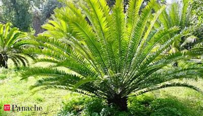 Can the world's loneliest plant get its perfect match?