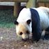 Yang Yang (Atlanta giant panda)