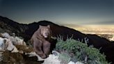 Grin and bear it: Photographer snaps rare image of black bear appearing to smile above Pasadena