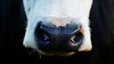 全球首例乳牛染禽流感 美國牛乳驗到病毒！專家點名「這一類奶」別喝