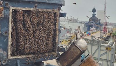 Hundreds of honey bees make themselves at home on Battleship Texas in Galveston