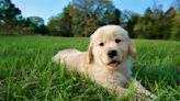 Must See: Puppy With Green Fur Goes Viral | 98.1 KDD | Keith and Tony