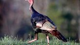 Hunters harvest more than 10K turkeys during spring season