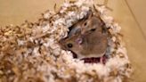 Algunos ratones tienen un corazón infiel: es una cuestión hormonal, según los científicos