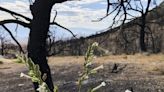 La vida regresa tras el fuego en Sierra Nevada, California