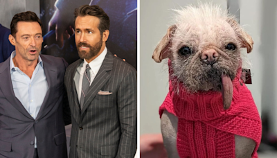 'Britain's Ugliest Dog' Set to Make Her Blockbuster Debut Thanks to Ryan Reynolds and Hugh Jackman