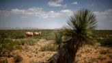 Park rangers plan to shoot dozens of wild cows grazing on public land in New Mexico from a helicopter