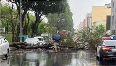 豪雨狂炸台中！2棵10米路樹「撐不住」倒塌 公車受阻繞道通行