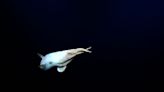 Watch: Rare Dumbo octopus filmed at almost 3,000 metres in deep sea livestream