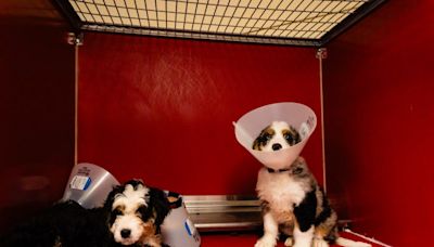 4 Bernedoodle puppies left in hot car while owner dined at Disney: animal services
