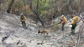 Parque Nacional Los Alerces: con la llegada de peritos, buscan determinar las causas del incendio que ya arrasó casi 3000 ha