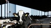 Pa. dairy farmers could see financial boost from Shapiro’s proposed subsidy program
