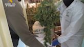 La Guardia Civil desmantela una plantación con 48 kilos de marihuana en Ciudad Rodrigo