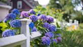 Grow Hydrangeas Like a Master Gardener!