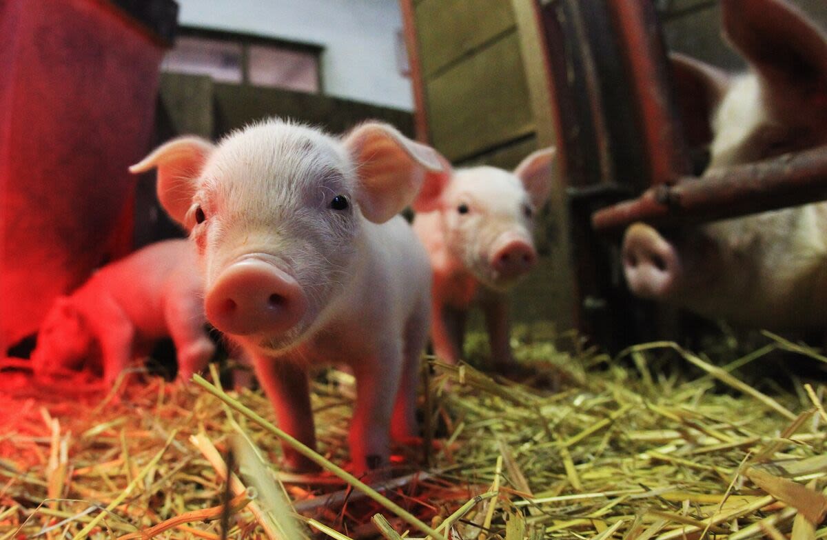 If Pigs Get Bird Flu, We Could Be In for a Real Nightmare