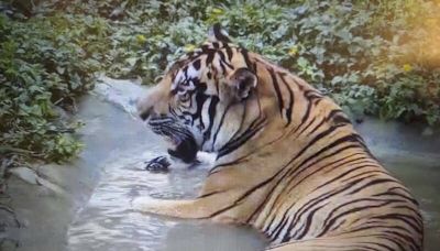 颱風過後世界老虎日 壽山動物園分享小紅「舒服」影像