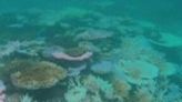 Fear for Australia's Great Barrier Reef after mass bleaching