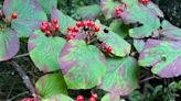 How to find and enjoy hobblebush berries on your next hike: What to know in Nature News