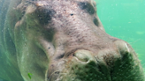 Visitor at the Cincinnati Zoo Captures Hippos Snoozing Underwater