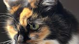 How Bandit the Very Alert Cat Saved Her Owner From Would-be Burglars