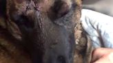 Dog On The Mend After Rescuing Owner From Mountain Lion