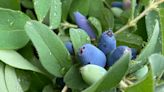 How One Couple Turned Their Backyard Into an Arboretum