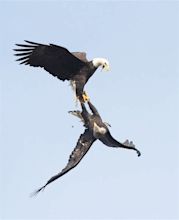 Bald Eagle Mating Ritual | Flickr - Photo Sharing!
