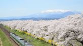 東北賞櫻景點～青森、山形等櫻花與電車絕配美景5選！