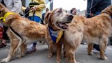 Golden Retrievers Gather at Boston Marathon Finish Line to Honor Late Canine Race Fan