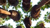 How did palm oases get to the California desert? A behind-the-scenes look at these 'tropical islands'