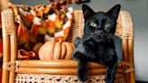 Top Picks for National Black Cat Day: Purrfect Products for Feline Lovers