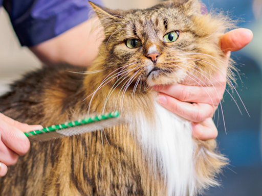 Maine Coon Breeder's Morning Routine with New Kittens Is a Legit Full-Time Job