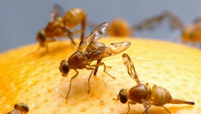 Are fruit flies bugging you? Here's the fastest way to get rid of them