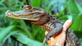 «Ungeheuer von Loch Neuss» - Jagd auf Alligator Sammy