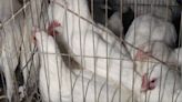 Investigación encubierta revela condiciones de crueldad animal en una granja industrial de huevos en Chile