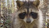 Rabid raccoon found in Beaufort County