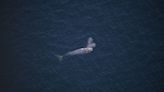 Inbreeding seems to be causing more fetal deaths for North Atlantic right whales: study