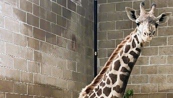 The newest arrival to Roger Williams Park Zoo is tall, powerful and endangered. Meet Enzi.