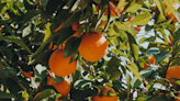 Descubre cómo la naranja es un blanqueador natural