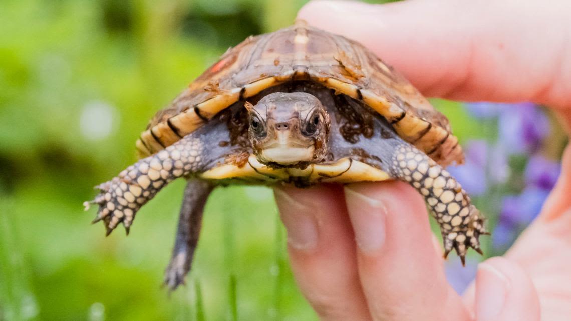 24 turtles released into the wild by John Ball Zoo in conservation effort